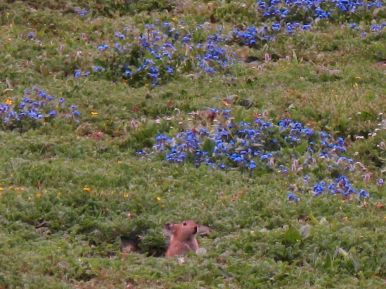Marmot in a blue field